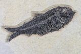 Fossil Fish Pair (Knightia & Diplomystus) - Wyoming #163514-1